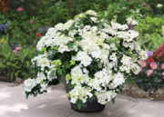 Hydrangea Fairytrail® White (‘WNHYDFBVYWMH’